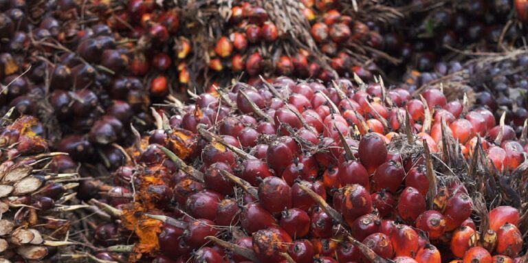 GAPKI Prepares Techno-Roadmap To Transform RI’s Palm Industry