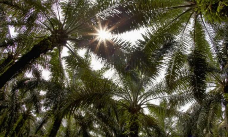 RI, China’s CSES To Develop Low Carbon Palm Oil Industry