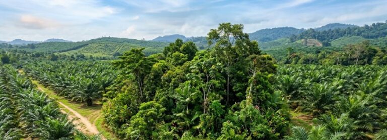 Global Researchers: “Tree Island” Enhances Palm Sustainability