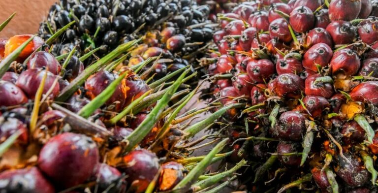 MetMalaysia: El Niño Will Start Impacting Oil Palm Next Year