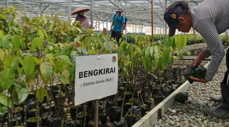RI Strengthens Tree Nurseries To Boost Reforestation Efforts