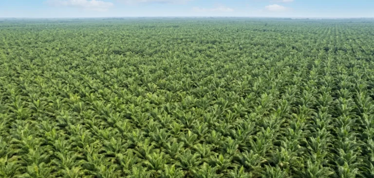 Why RI Becomes The World’s Largest Producer Of Palm Oil?