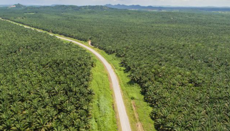 GAPKI Keeps Strengthening Public Understanding On Palm Oil